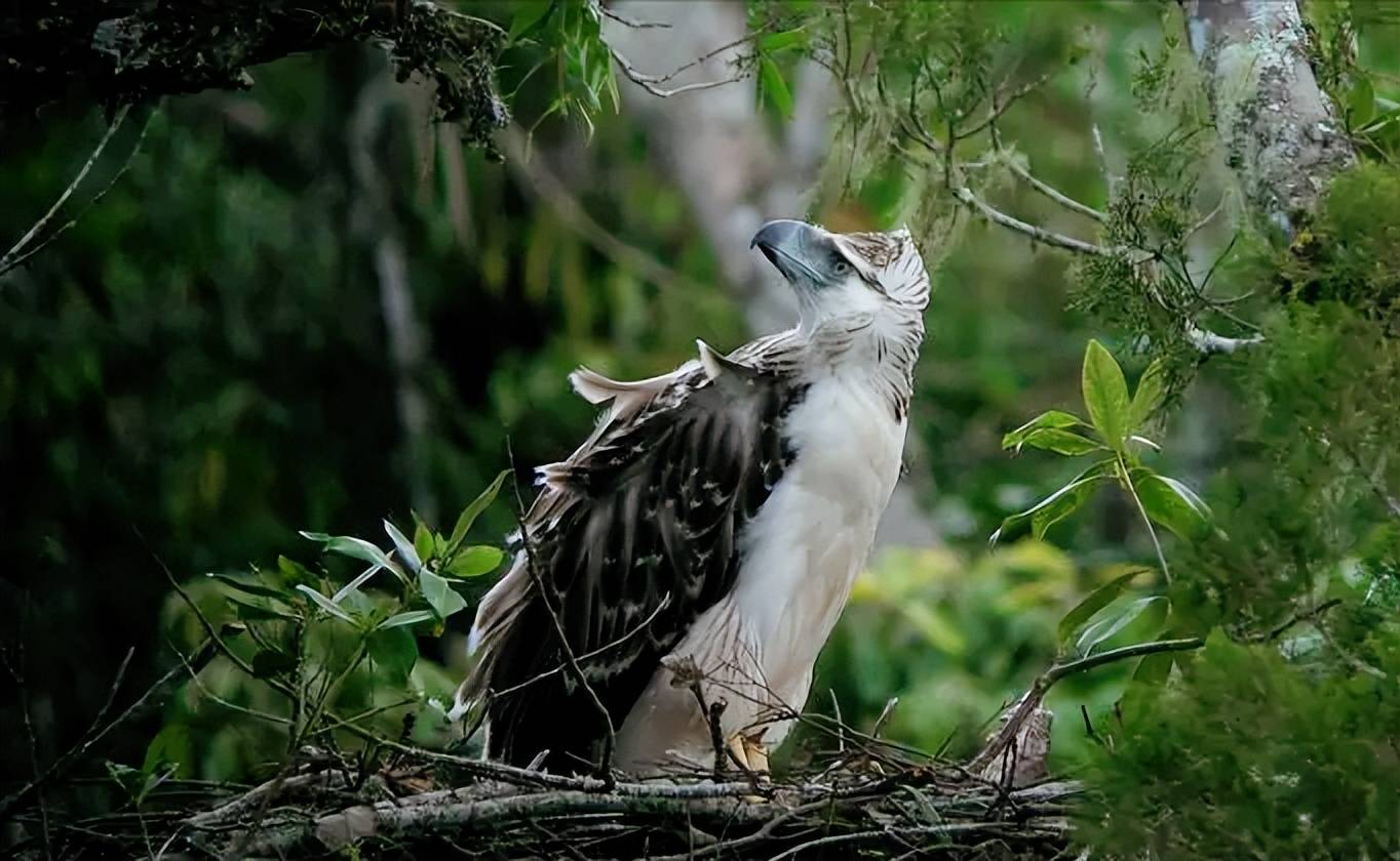 在菲律宾鸟类之王的未开发领域进行探险_搜狐网, image size:1364x840