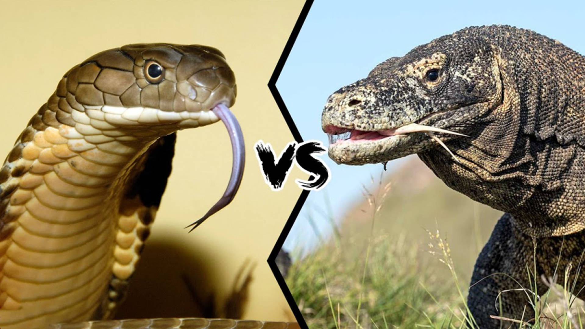 眼镜王蛇vs森林王蛇图片