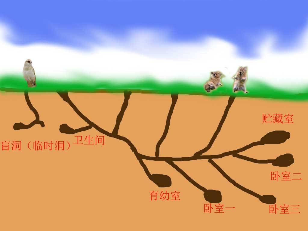 可爱小精灵,微型挖掘机,保障房建设者:高原鼠兔