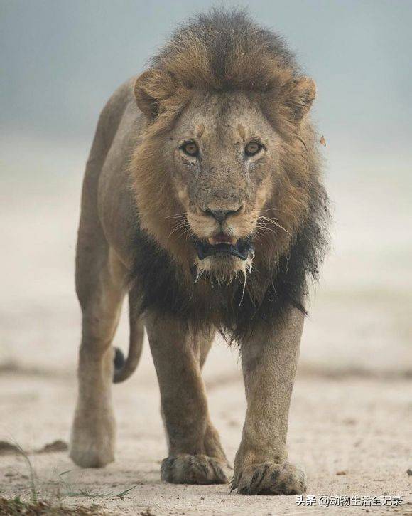 馬破扎雄獅:獨獅流浪,歷經多次大戰,終於成為牛油果獅群的獅王_西庫