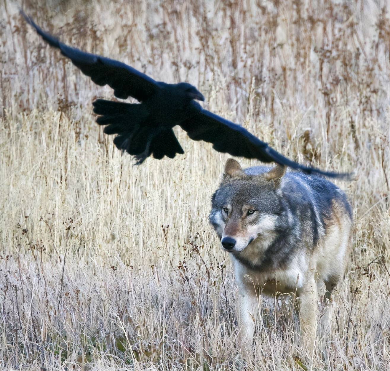 乌鸦和狼是怎么共存的_动物_时候_狼群