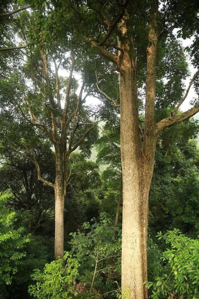 自己种植金丝楠木,未来能不能发家致富?_图片_才能_树干