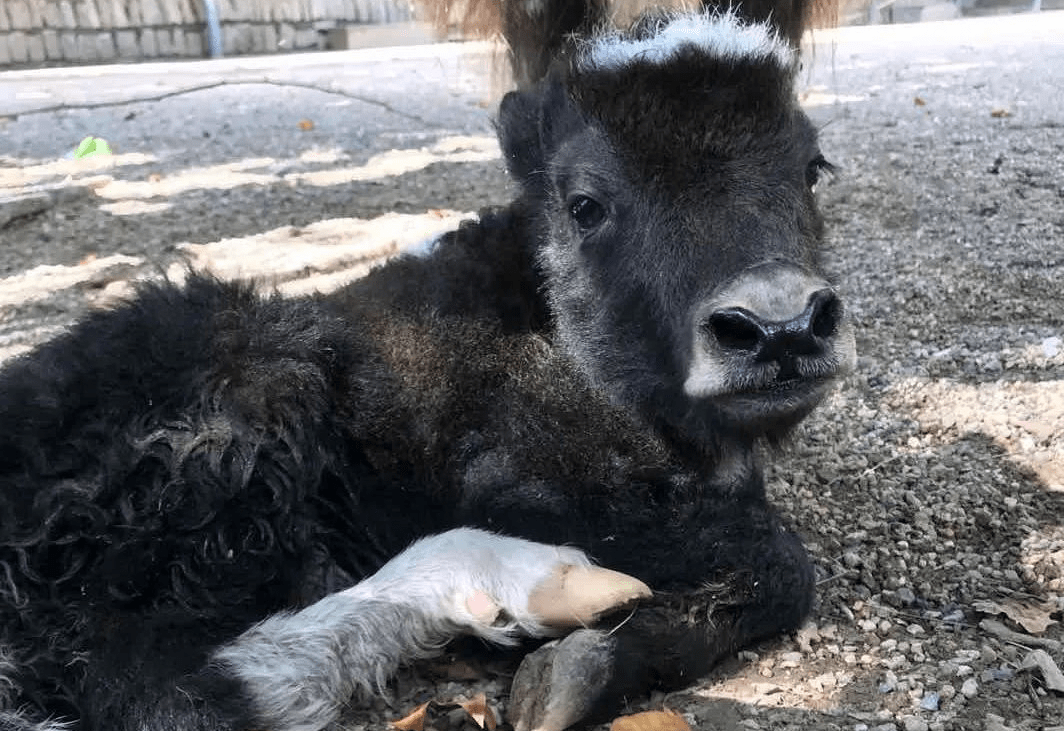 青海野牦牛对牧民疯狂报复,连其尸体都不放过_格桑_草场_叫声