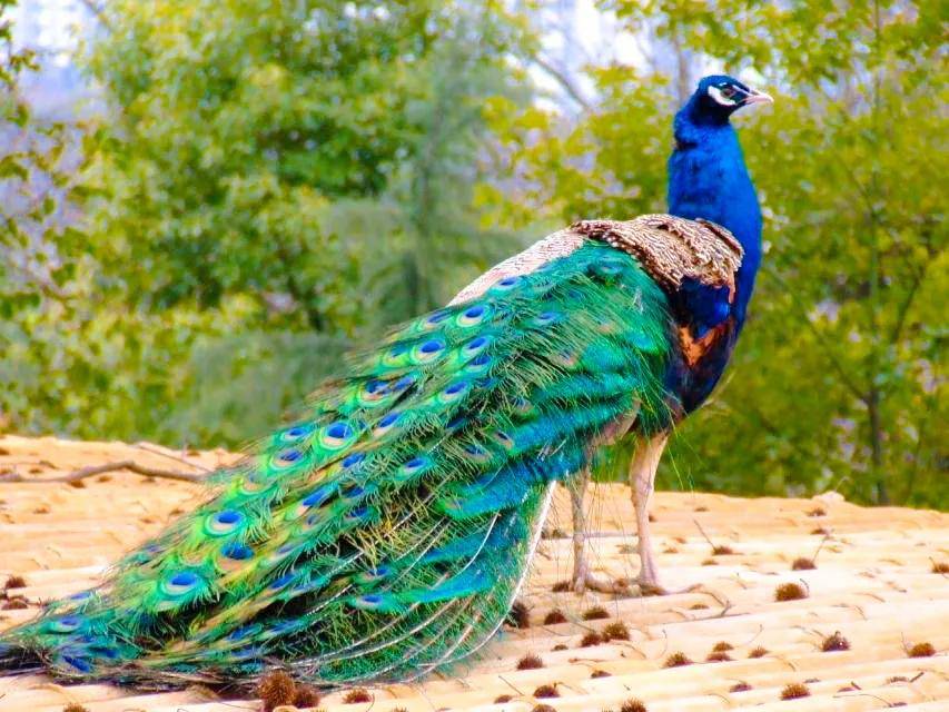 华贵吉祥,雍容华贵,富丽堂皇的孔雀鸟,芳情雀艳若翠仙_羽毛_尾巴_漂亮