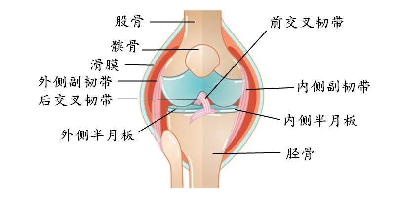 人体最大,结构最复杂的关节,它由1层滑膜,2个半月板,3块骨头,4根韧带