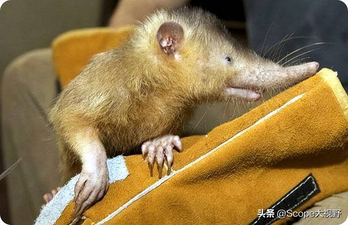 原创盘点十种稀奇古怪的动物你绝对没见过