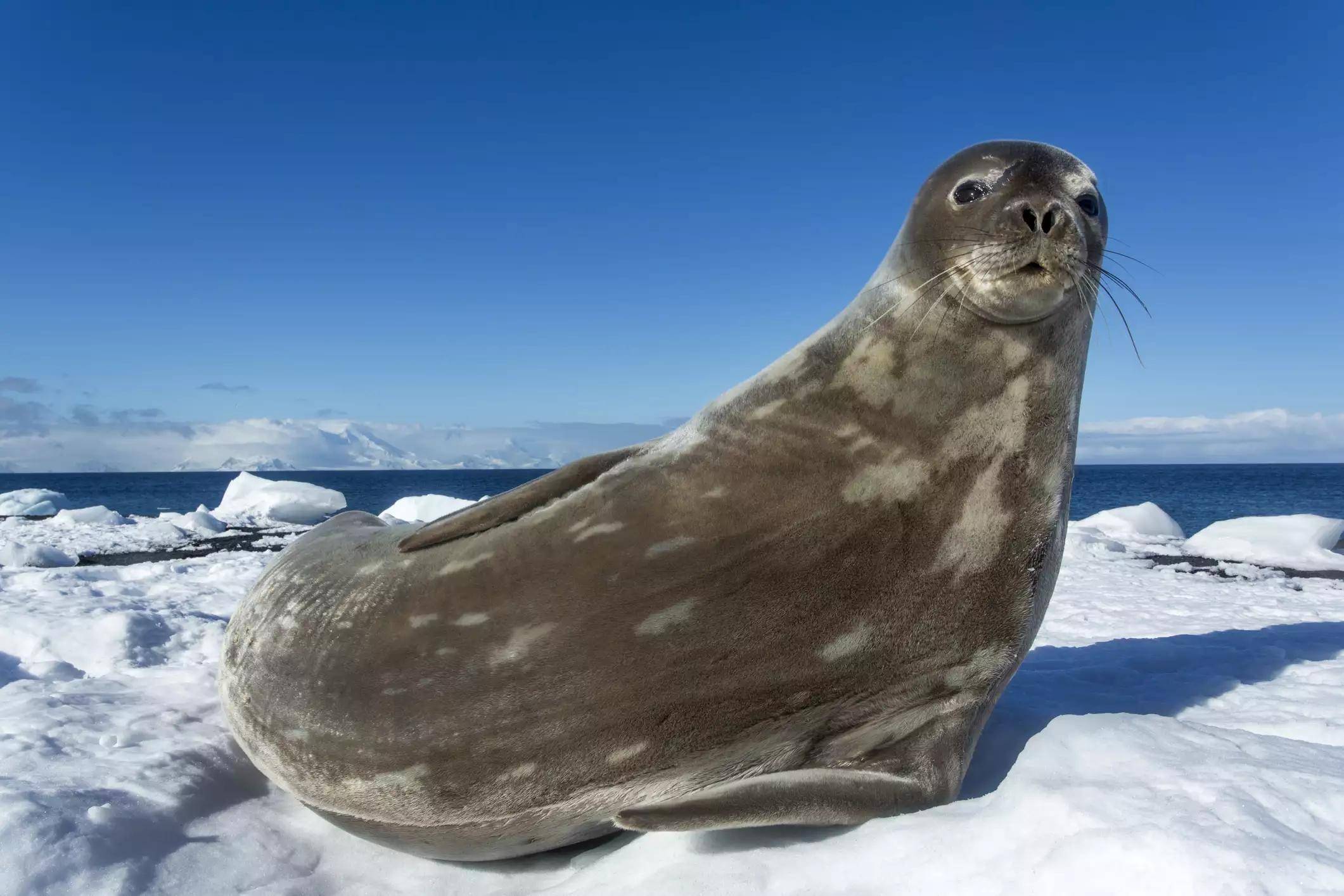 南极洲的代表动物图片