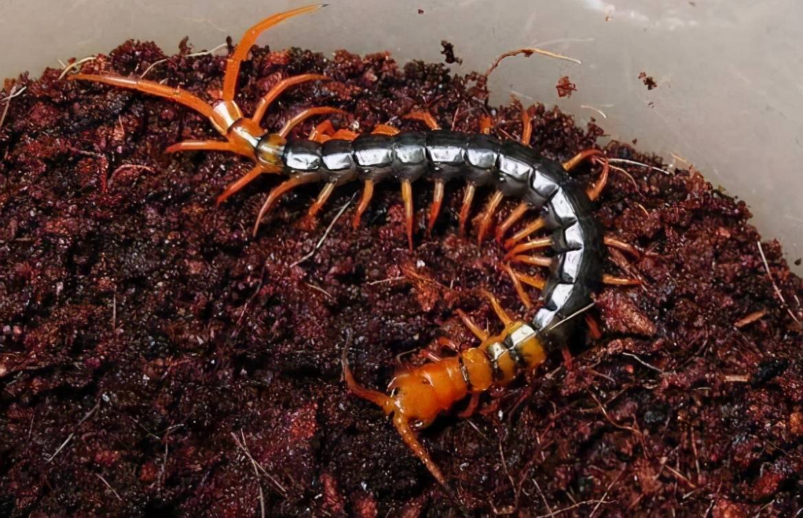 号称五毒之一的蜈蚣为什么毒不死大公鸡这段位真不差