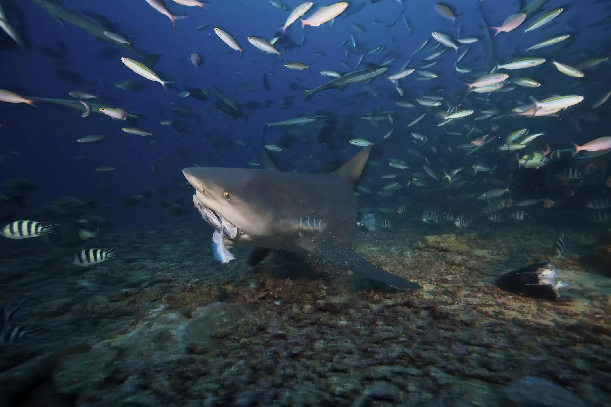 灰鲭鲨百科-灰鲭鲨天敌|图片-排行榜123网