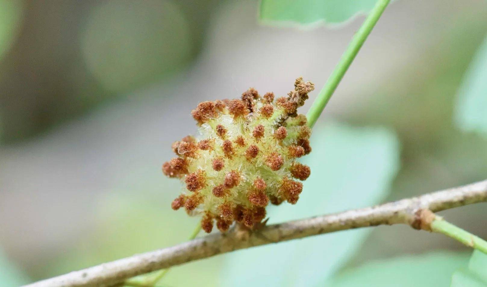 (三十七)虫瘿(三十六)黑足熊蜂(三十五) 小蜂总科(三十三) 桨头叶蝉