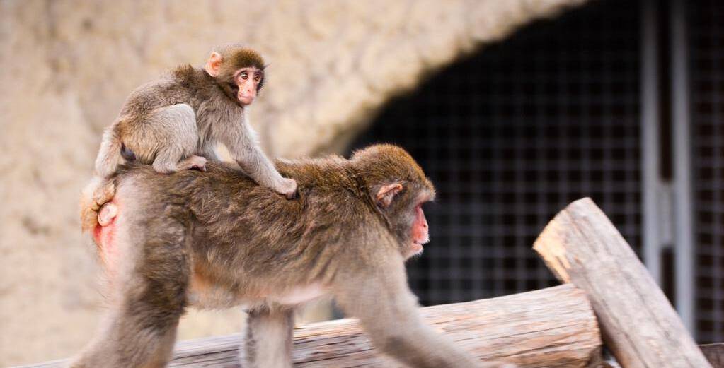 原创你听过回交吗为啥人类会让动物回交不怕伦理难容