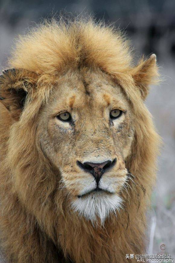 熊男雄狮:打败老伯明翰雄狮,成功称王,却败于北马雄狮联盟_狮群_科罗