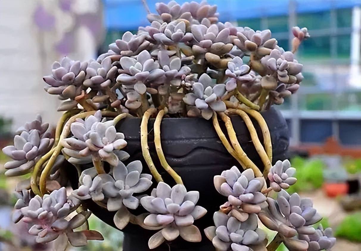 经典的普货多肉艾伦,圆滚滚的叶片真可爱,新手也能养成小老桩_光照