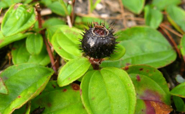原创农村野果地菍浑身长满刺成熟以后能吃吗它有什么价值