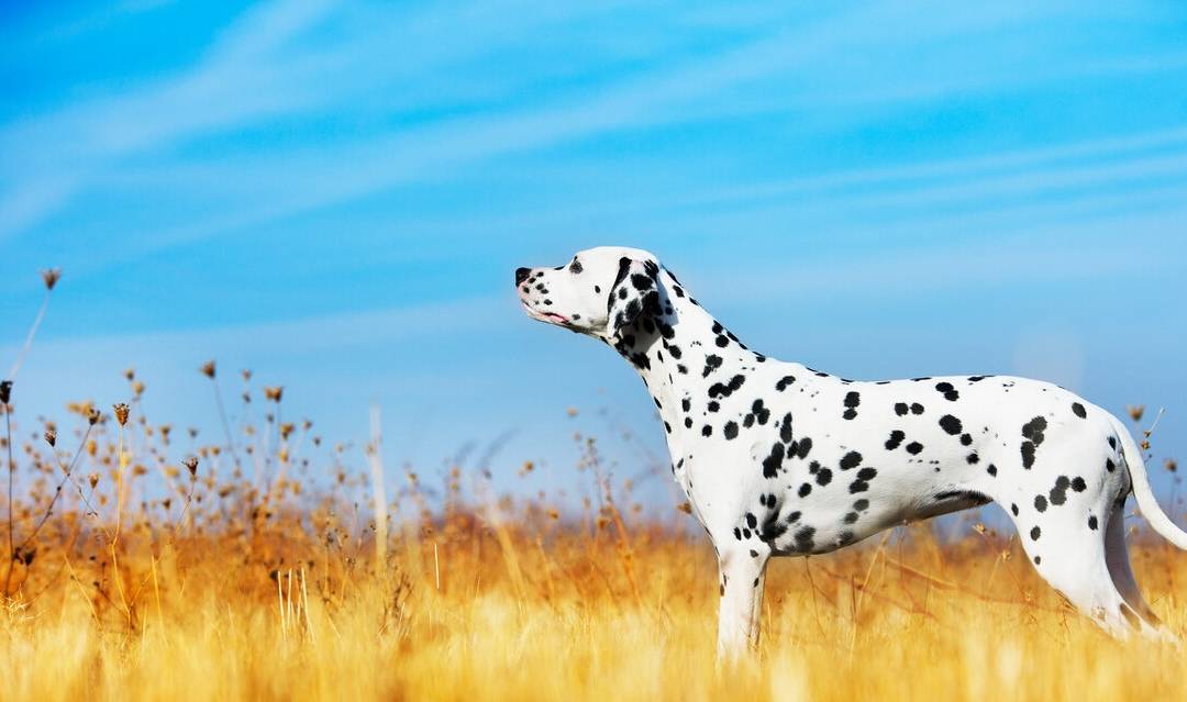 鼎鼎有名的斑点狗 犬种小科普之被上帝洒了一身墨点的大麦町犬 眼睛 治疗 时间