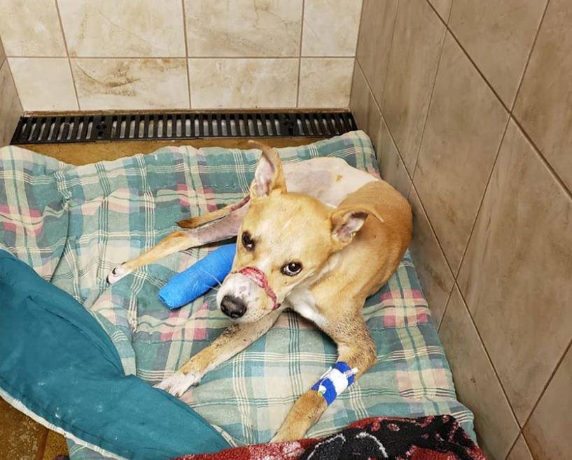 原创树林里倒挂着一条狗前脚刚好撑地嘴巴被绳子捆住太可恶