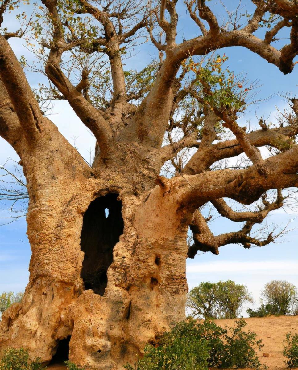 等到老树完全没有生命力,逐渐死去之后,当地人就会把树洞打造成房子