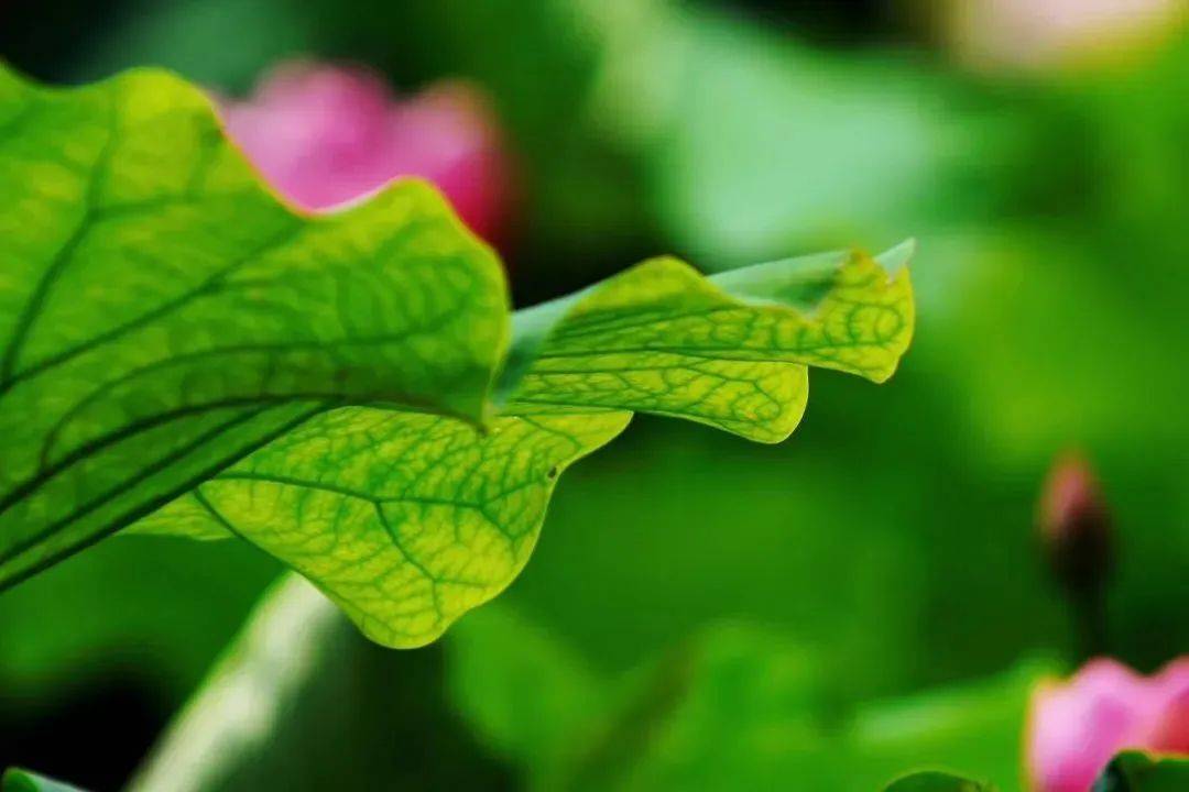 [转载]人活到极致，一定是素与简｜转载网络