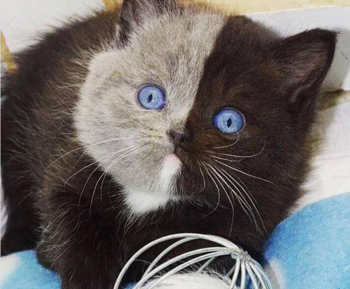 原创网红双面猫有崽子了网友一看笑炸这才是真实的我裂开了