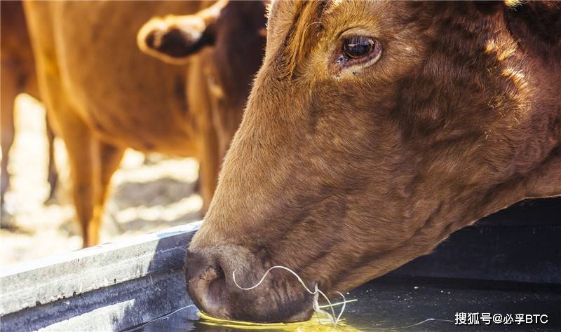南非再发口蹄疫 引发其国内牛肉行业担忧 恢复输华再受阻