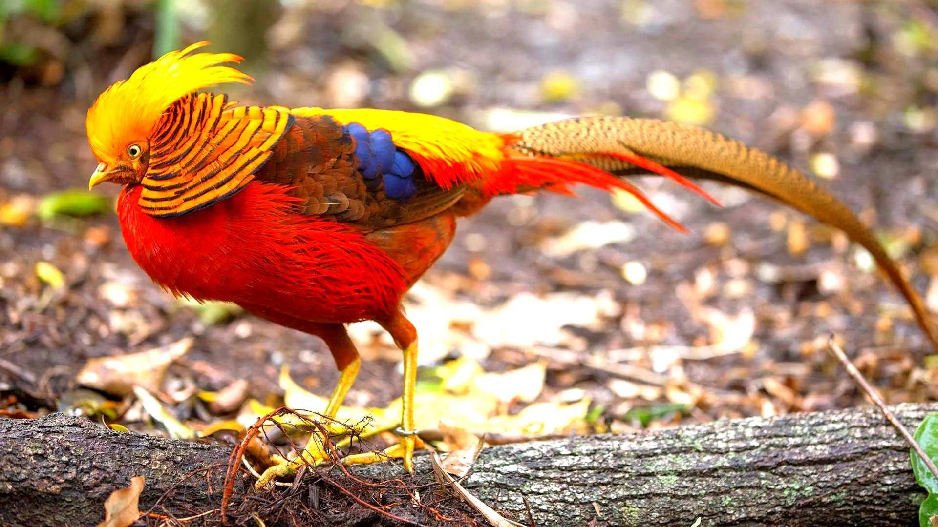原创生物相册五彩缤纷的孔雀家族十多种会开屏的雉科动物