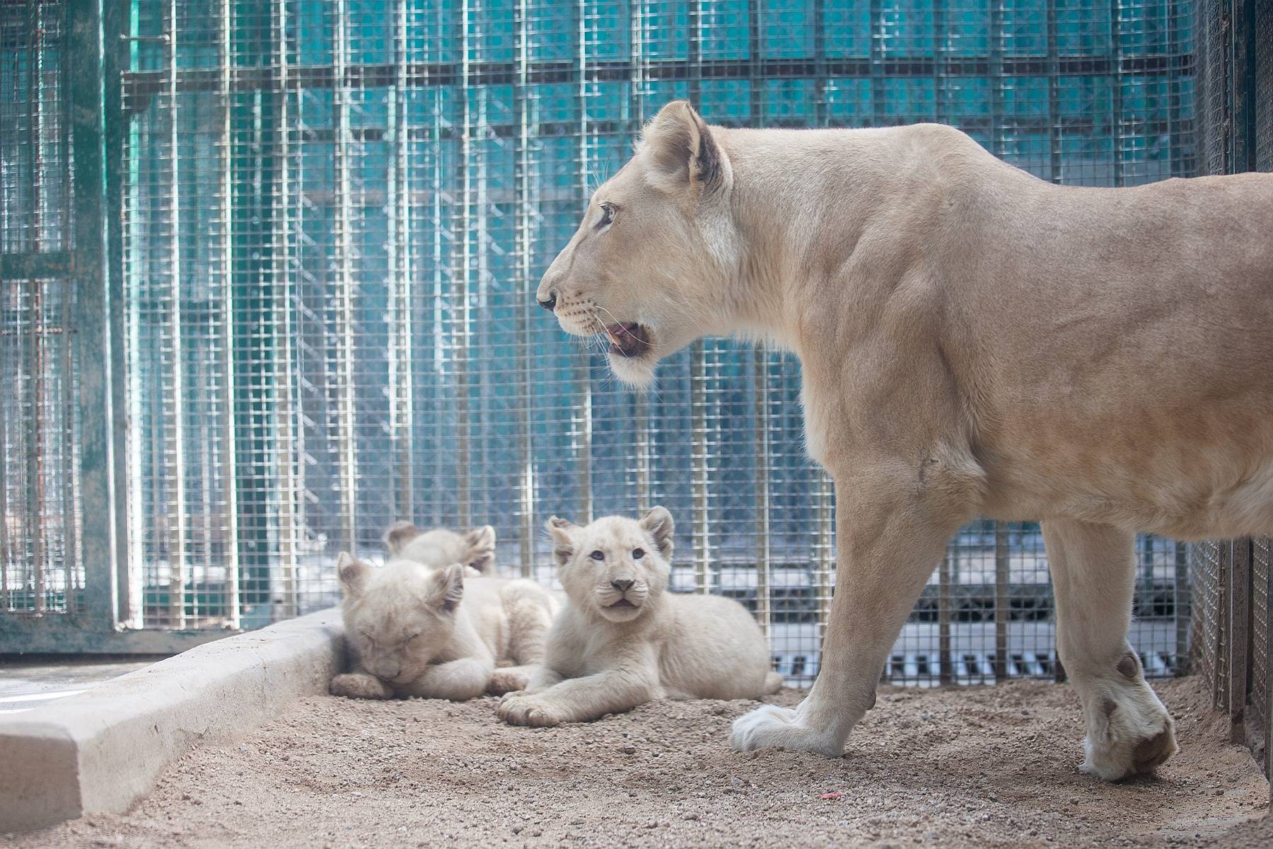 原创郑州市动物园白狮家族首添新丁小动物乐园引进新萌宠