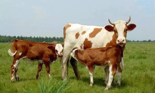 草原精品——科尔沁牛_母牛_屠宰率_公牛
