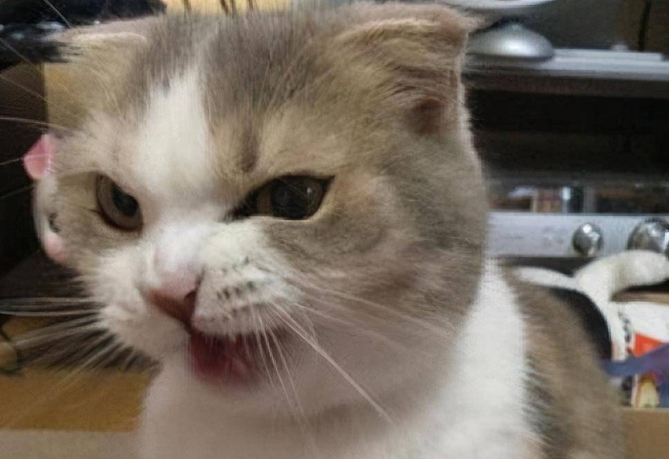 五,哈气伴低吼养猫那么久,相信很多铲屎官应该都有见过咱们的猫咪这个