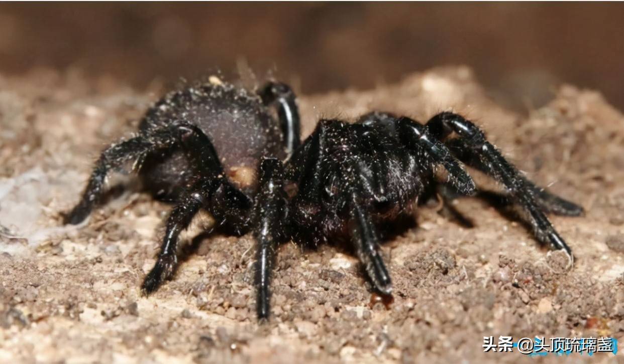 世界10大有毒蜘蛛_毒液_症状_漏斗