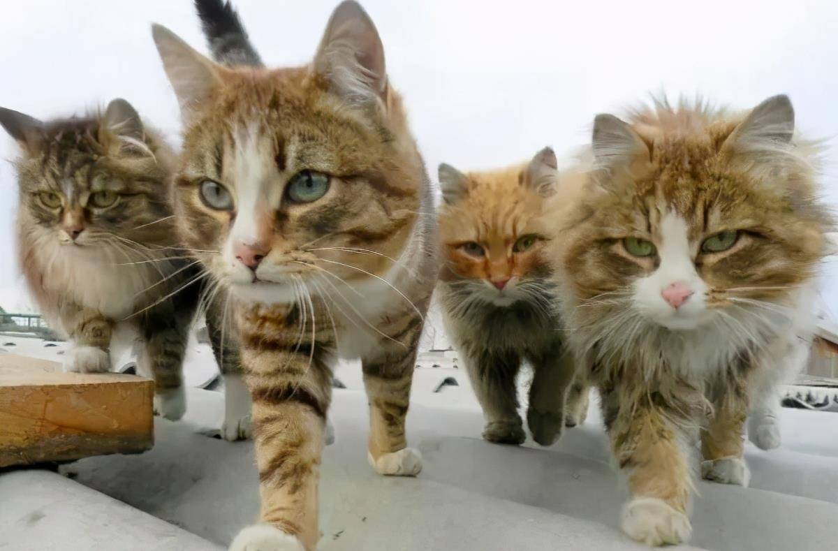 社会如我流浪猫,唏嘘的胡茬代表的不是落魄,而是流行的英伦复古风.