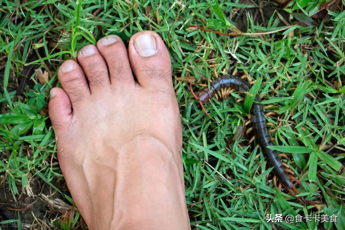 原创作为五毒之一的蜈蚣却为何成为公鸡的盘中餐