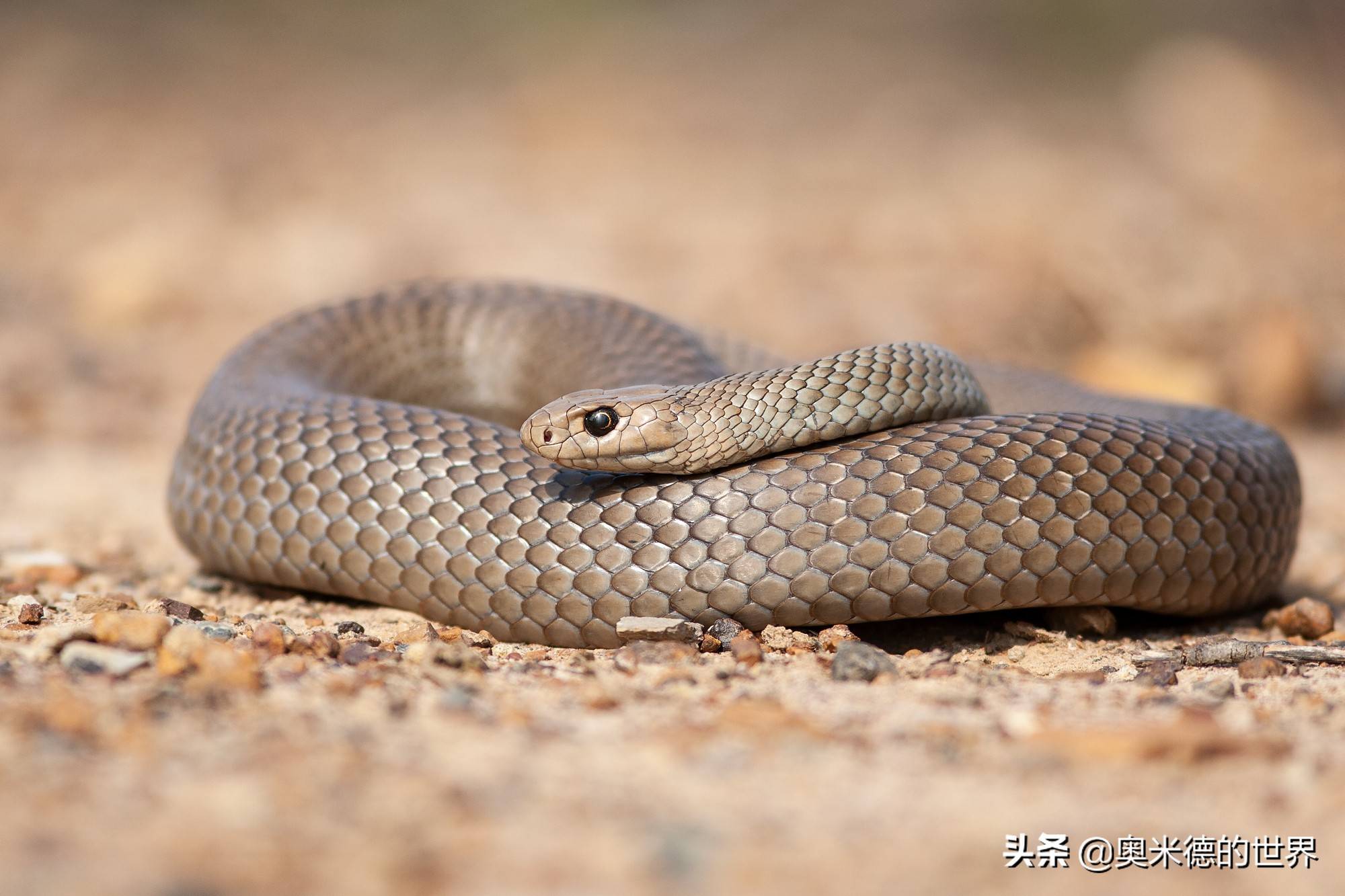 全世界最毒的十种陆地毒蛇中国上榜两种毒蛇