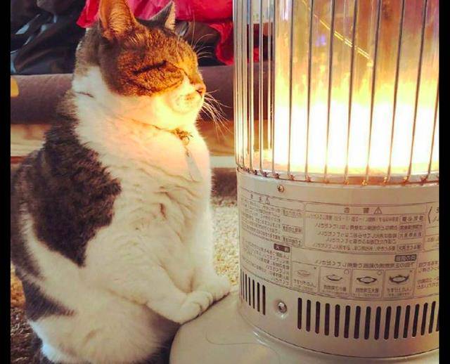 主人开取暖器后猫咪就坐在一旁烤火最后躺在了地上烤熟了