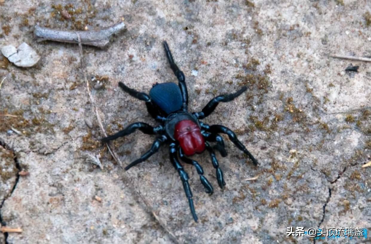 世界10大有毒蜘蛛_毒液_症状_漏斗