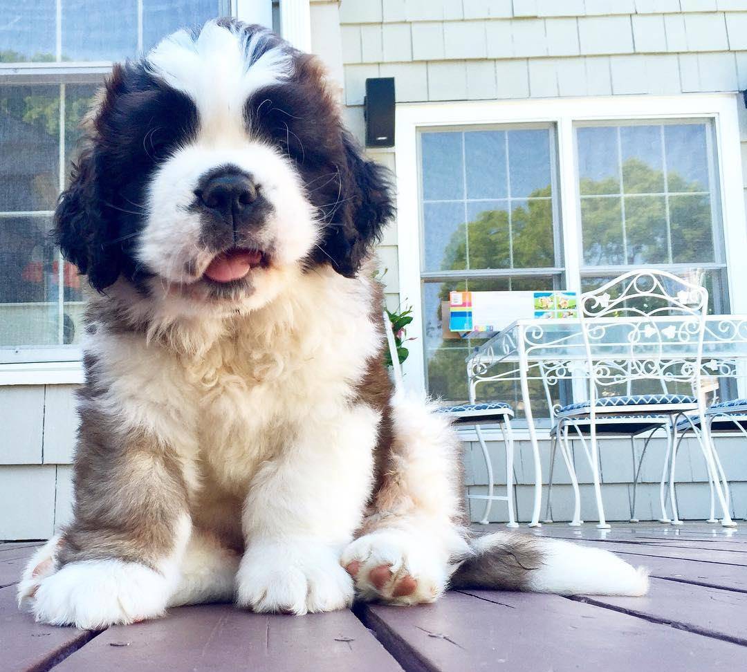 这就是当了数百年雪山搜救犬的圣伯纳_形象_酒桶_体型