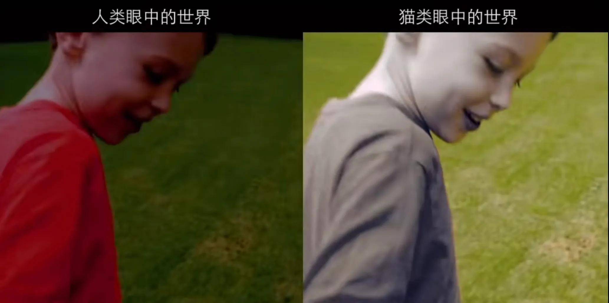 动物眼中的世界长什么样?超出你的想象_视力_物体_人类