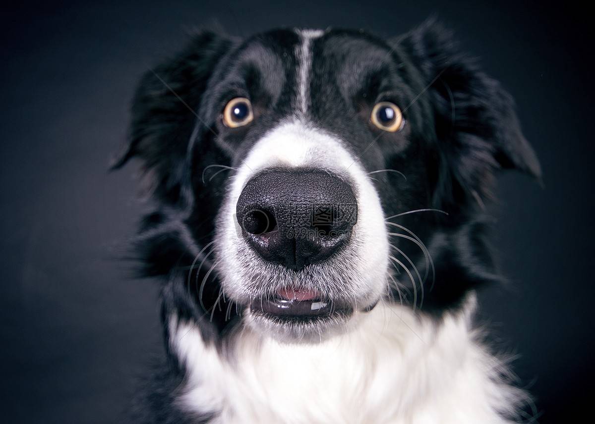 看完開始深思_主人_牧羊犬_男子