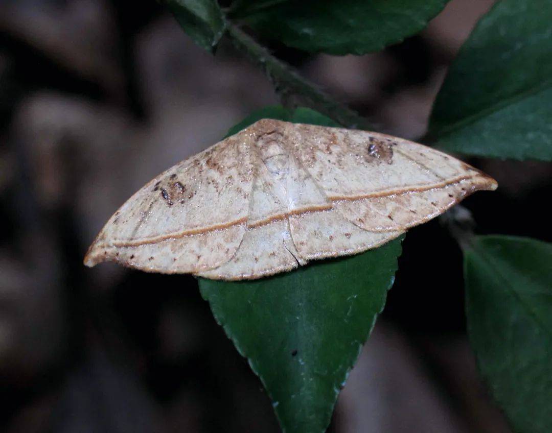 拟态大师时尚潮主蛾子的世界比蝴蝶世界更多精彩纷呈