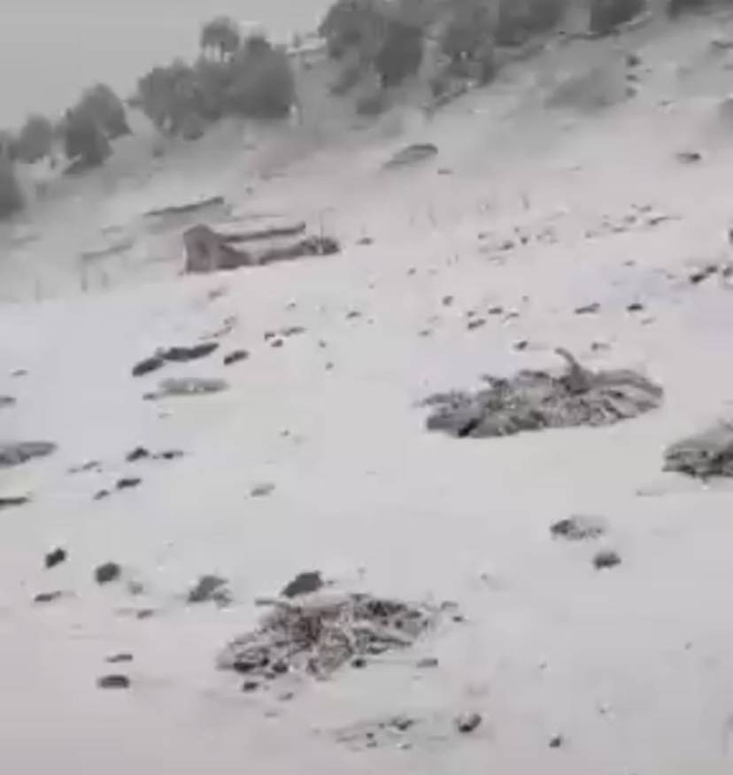 甘肃肃南七月飞雪，有牧民帐篷被飞雪压塌