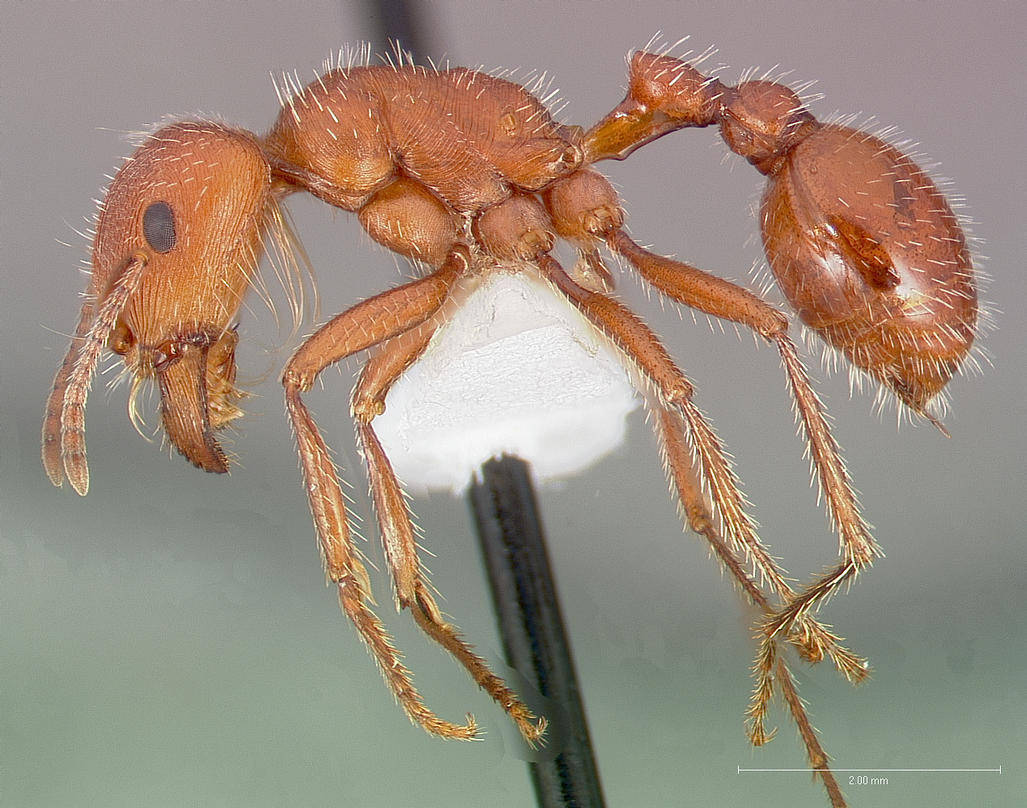 马里科帕须蚁主要分布在美洲沙漠地区,是一种毒蚂蚁,被它蛰到会让人