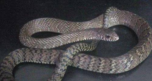 农村常见的几大毒蛇赶快来了解一下吧_生活_锦蛇_蟾蜍