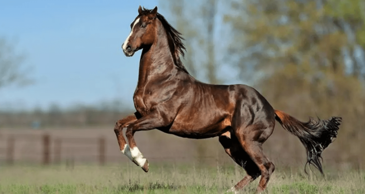 盘点世界上最昂贵最纯正的10个马种这才是真正的良驹宝马