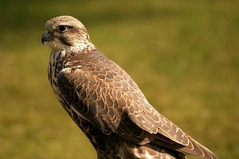 原创猎隼新疆之宝空中战神