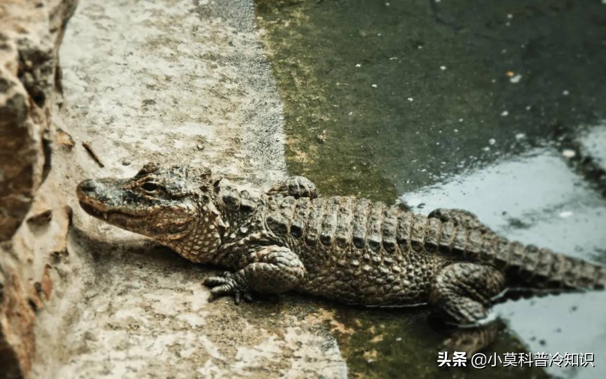 原创鳄鱼界的小可爱一言不合就去世翻滚这样的一只你爱了吗