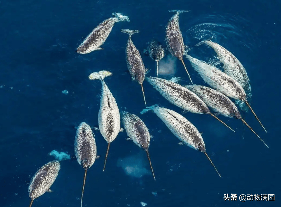 一角鲸的摄食行动没有规律,浮现海面的时间较短,潜