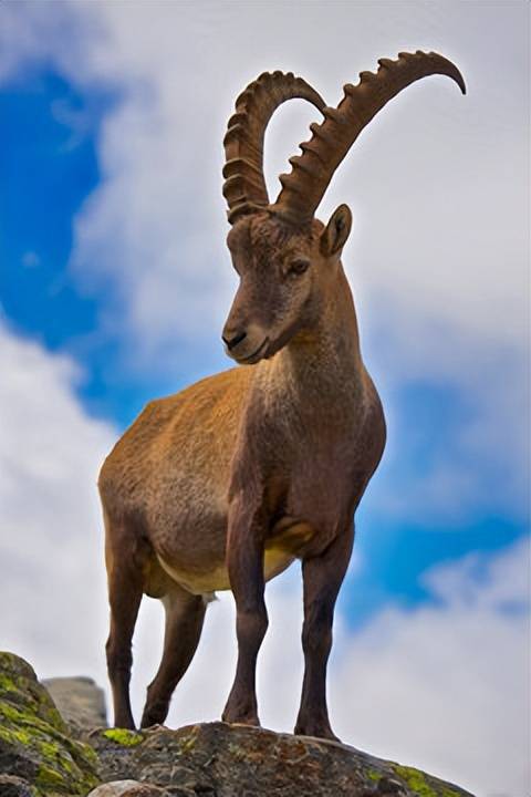 原创高原精灵新疆北山羊是国宝不能吃