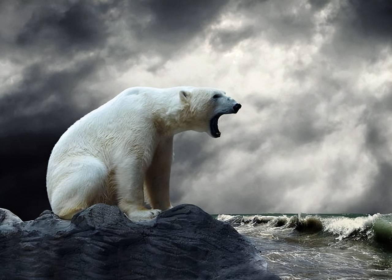 如果把企鹅送到北极，会发生什么？北极熊又能否在南极生存？_陆地上_大陆_繁殖