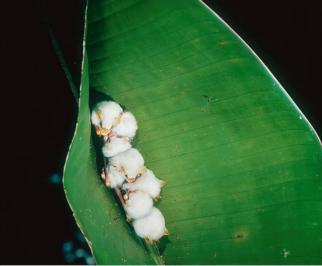 蝙蝠界萌王-"奶黄包"洪都拉斯白蝙蝠_自然_叶子_外表