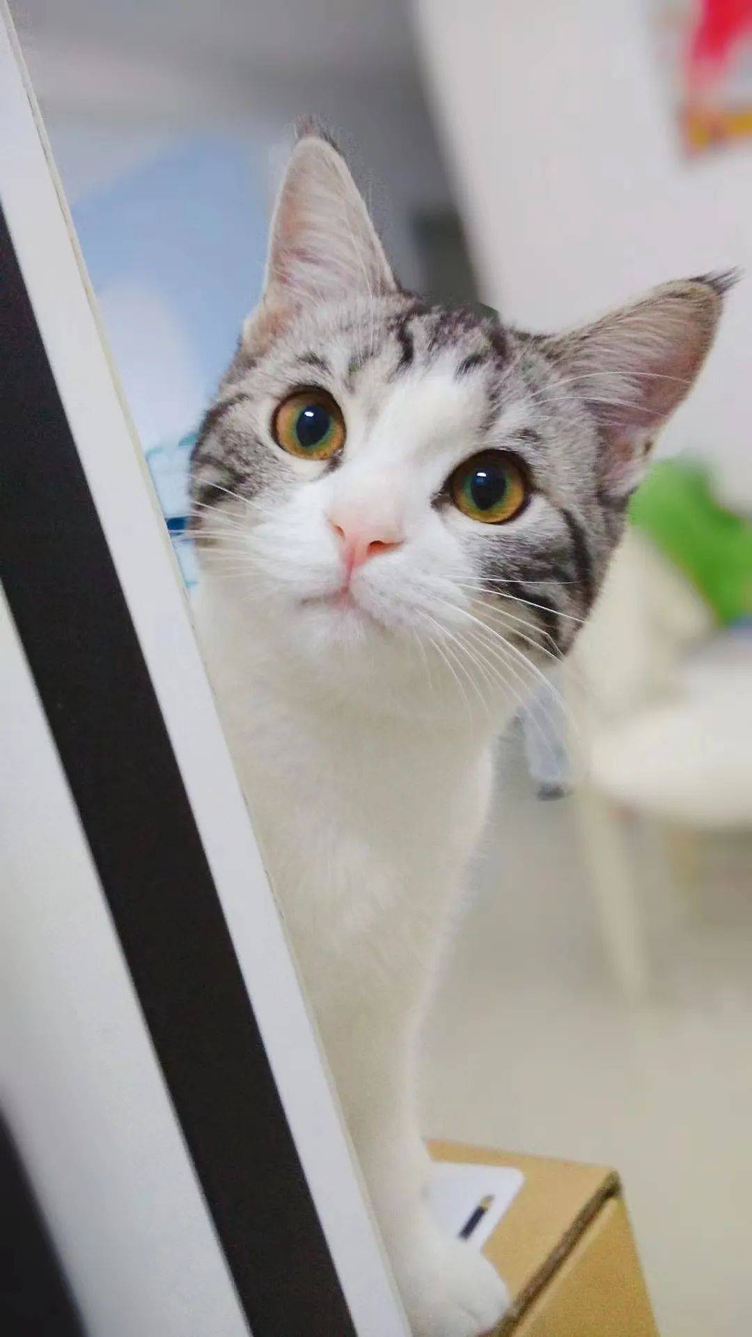 张艺菲青春妩媚,但我其实是个男孩子.