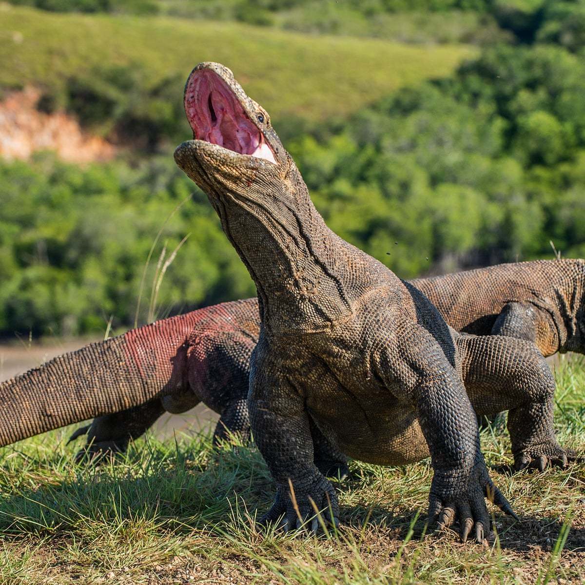 原创湾鳄vs科莫多巨蜥谁才是地表最强爬行动物呢